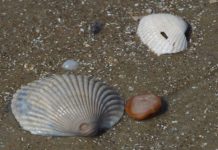 Creare con le conchiglie 1558 0 Creare con le conchiglie